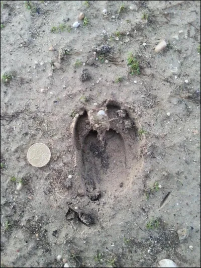 Cochon qui s'en dédit !