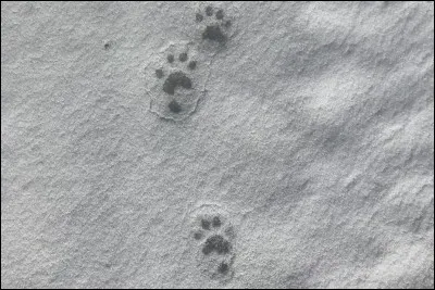 Il aurait un appétit "gargantuesque" et pas peur d'affronter des adversaires bien plus gros !