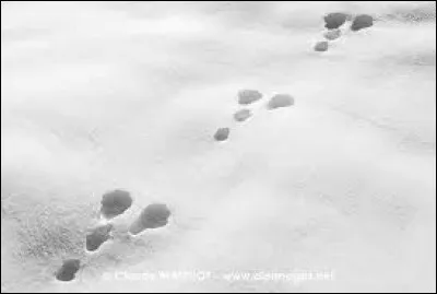Un fanfaron, qui se garde bien d'avouer qu'il fut battu par un animal à carapace !