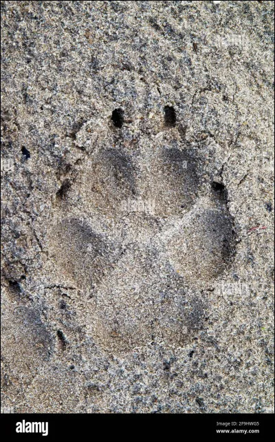 Mettez-vous en file indienne pour trouver le titre de cette chanson !