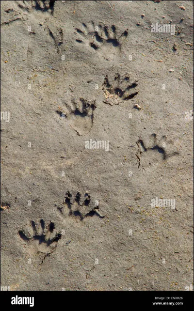 On pourrait penser que la propreté est son souci majeur !