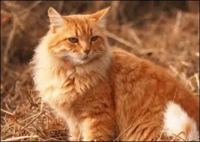 Laquelle des 2 est rousse ?