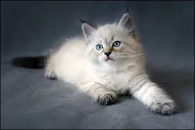 Dans quelle photo ci-dessous, se trouve le chat european shorthair ?