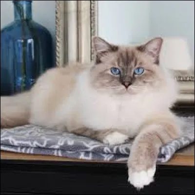 Combien de chats y a-t-il en France, en 2024 ?