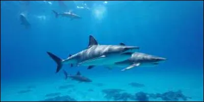 Dans les 4 espèces de requins citées ci-dessous, laquelle est fausse ?