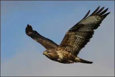 Identifiez l'élanion blanc sur les photographies ci-après ?