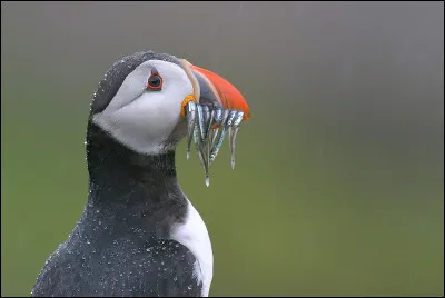 Quel oiseau est surnommé "le clown des mers" ?