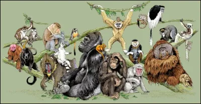 Quels primates peut-on observer librement au Japon ?