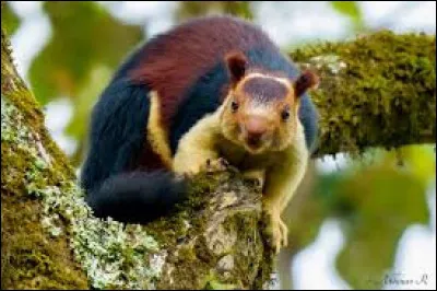 Quelle est la caractéristique distinctive des grands écureuils de l'Inde ?