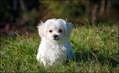 De quelle région du monde le bichon serait-il originaire ?
