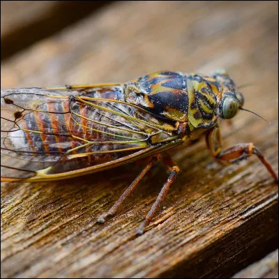Quel verbe décrit le chant de la cigale ?