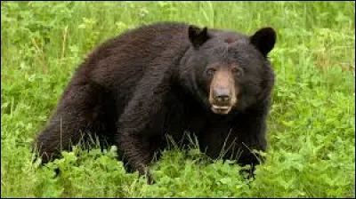 Où l'ours noir réside-t-il majoritairement ?