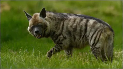 Quelle est la durée de gestation de la hyène rayée ?