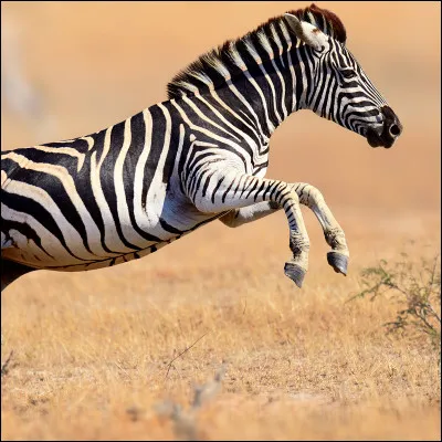 Parmi les diverses espèces de zèbres, laquelle n'existe pas ?