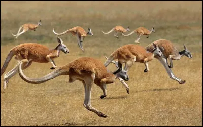 Sur quel continent se situe l'Australie ?