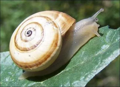 A part dans la nature, dans quelle partie du corps peut-on trouver un limaon ?