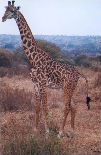 Quelle est la hauteur maximale d'une girafe ?