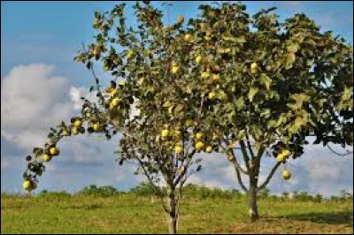 Quels fruits poussent sur un cognassier ?