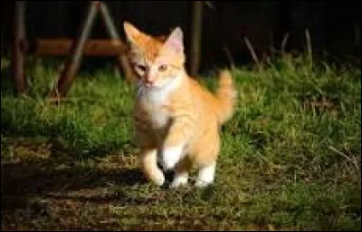 Imaginons que tu es un chaton (mâle) au pelage doré, comment veux-tu tappeler ?