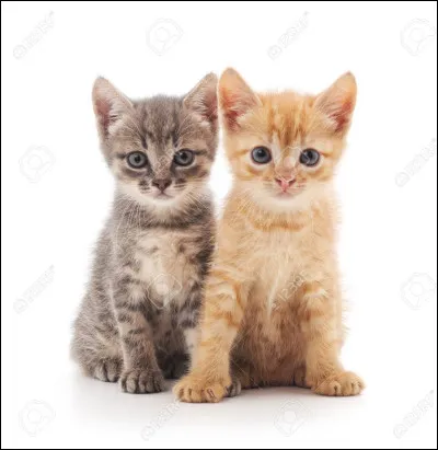 Tu tes excusé et elle ta pardonné. Le soir, le chef vous nomme apprentis. Tu deviens Nuage Doré et ta sur, Nuage de Fleur.