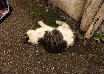 Tu les as combattus avec ton mentor, mais celui-ci est mort.