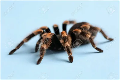 L'araignée la plus grande du monde mesure ....... de 20 centimètres.