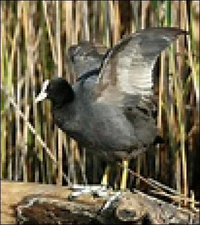 Anjou : 
Le comté dAnjou apparaît à la disparition du royaume carolingien, qui en fut le premier dirigeant ?