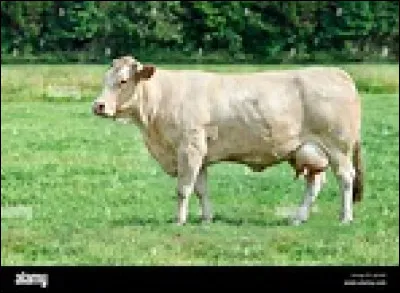 Aquitaine : 
En 1152, qui se marie avec Henri II de Plantagenêt ?