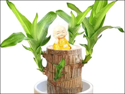 Que va-t-on toucher pour se souhaiter de la chance ?