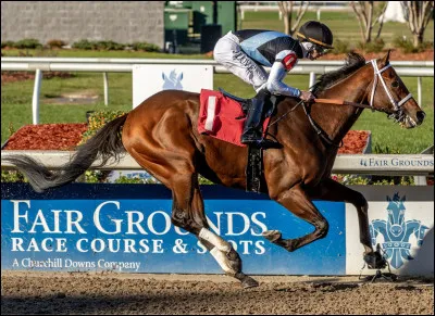 Le cheval porte-t-il des guêtres ? Si oui, où ?