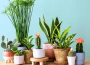 Quiz QCM 3 - Diversit du vivant : les embryophytes