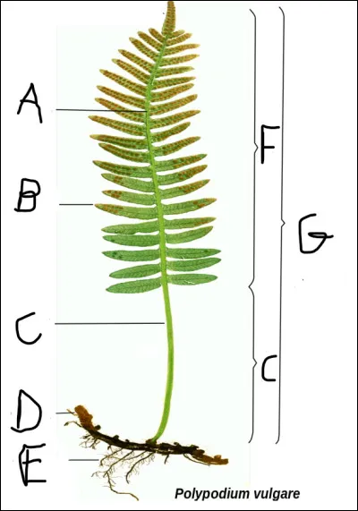Le schéma suivant que vous avez complété à la question 7 illustre :