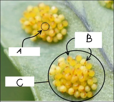 Complétez l'image suivante.