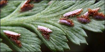 À quelle espèce de filicophytes cette image correspond-elle ?