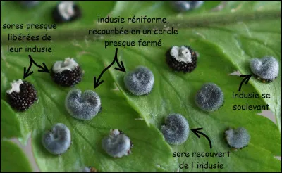 À quelle espèce cette photo-ci correspond-elle ?