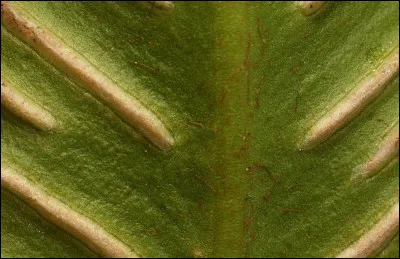 À quelle espèce renvoie cette photo-là ?