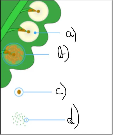 Application de la question 15 : complétez le schéma.