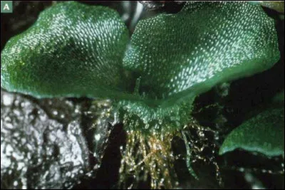 Quelle partie du filicophyte cette photo illustre-t-elle ?