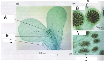 Compléter le schéma suivant.