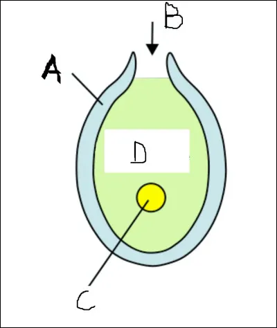 Ce schéma caractérise l'ovule d'un angiosperme.