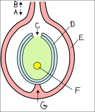 Ce schéma illustre l'ovule d'un gymnosperme.