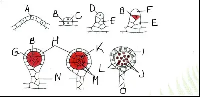 Complétez le schéma suivant (de K à O) et donnez-lui un titre.
