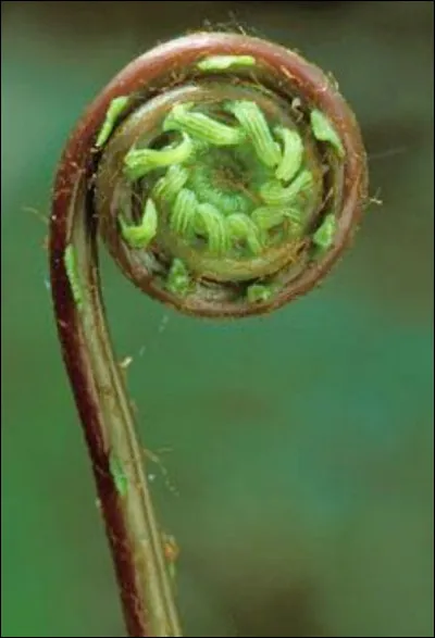 Comment sont appelées les jeunes feuilles enroulées des fougères ?