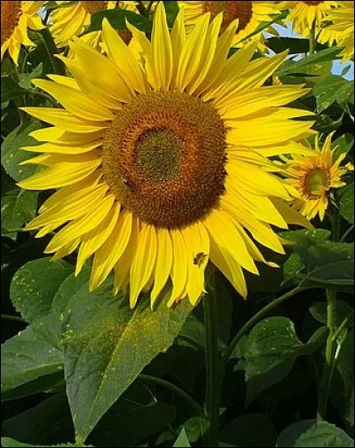 En France, qui a créé l'ordre de Saint-Louis ?