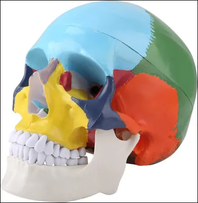 Combien dos forment le crâne humain adulte ?