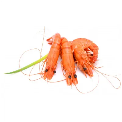 Comment s'appelle la boîte crânienne chez les invertébrés comme les insectes ?