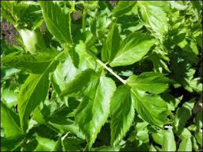 Où est fabriquée la liqueur d'angélique ?