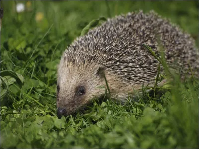 Le choupinou est le petit de la hérissonne.