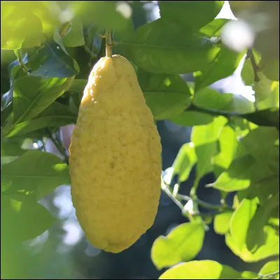 Le cédrat est une variété d'agrumes dont le nom vient de l'italien.