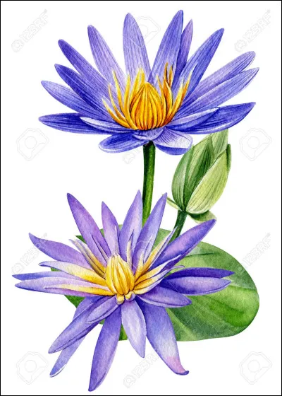 Aimes-tu les fleurs ?